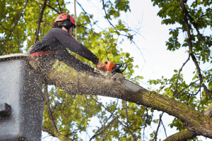 How to Start a Tree Service Business: 10 Steps to Success